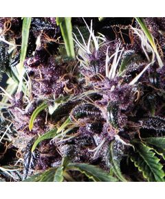 Auto Purple - Autoflowering-Samen - Pyramid Seeds