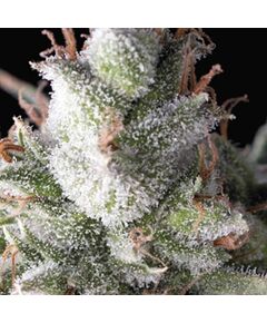 Auto Ramses - Autoflowering-Samen - Pyramid Seeds