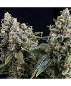 Produkt_Auto Tutankhamon - Autoflowering-Samen - Pyramid Seeds, Paket Einheiten: 1 Samen / Packung__Cannadusa_Marktplatz_Kaufen