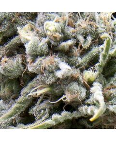 Auto White Widow CBD - CBD Samen - Pyramid Seeds