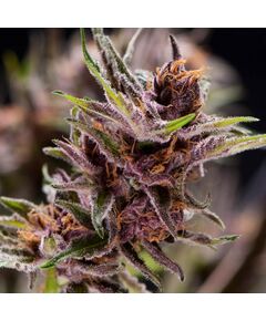 Black Cherry Punch - American Strains - Pyramid Seeds - Cannabis seeds