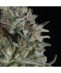 Critical Plus - Feminised Marihuana Seeds - Trikoma Seeds