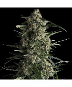 Galaxy CBD - CBD Seeds - Pyramid Seeds