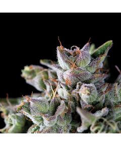 Gorila - American Strains - Pyramid Seeds