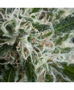 Jack Herer Auto - Autoflowering - Trikoma Seeds