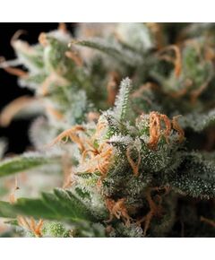 Jack Herer - Feminised Marihuana Seeds - Trikoma Seeds