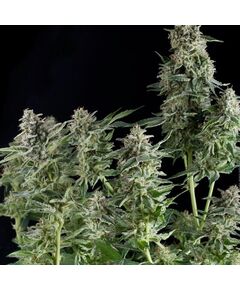 Northern Lights CBD - CBD Samen - Pyramid Seeds