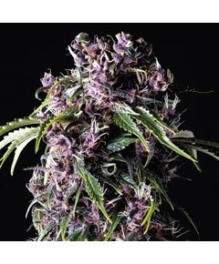 Purple - Photoabhängige - Pyramid Seeds