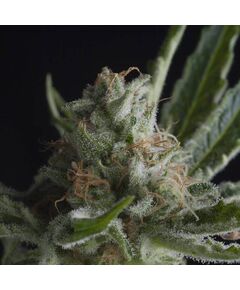 Shark CBD - CBD Seeds - Pyramid Seeds