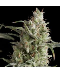 Super OG kush - American Strains - Pyramid Seeds