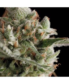 Total Cheese (aka Super Cheese) - Feminised Marihuana Seeds