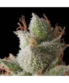 White Widow Auto - Autoflowering - Trikoma Seeds