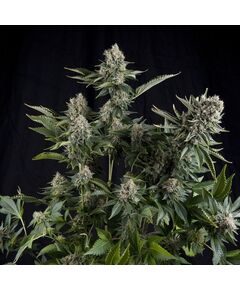 White Widow - Photodependent - Pyramid Seeds