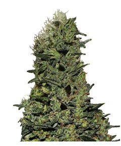 Product_Ak  - Cannabis Saatgut by GEASEEDS, Package Unit: 3 Seed / Package_Cannadusa_Marketplace_Buy