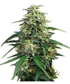 Product_Amnesia  - Cannabis Seeds by GEASEEDS, Package Unit: 3 Seed / Package_Cannadusa_Marketplace_Buy