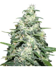 Product_Amnesia Pro  - Cannabis Saatgut by GEASEEDS, Package Unit: 3 Seed / Package_Cannadusa_Marketplace_Buy