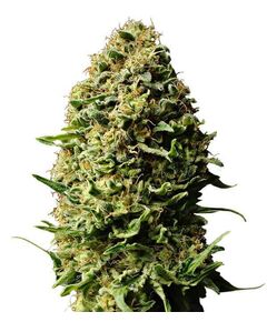 Product_Auto Ak - Cannabis Seeds by GEASEEDS, Package Unit: 3 Seed / Package_Cannadusa_Marketplace_Buy