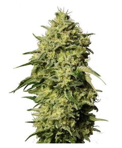 Product_Auto Amnesia - Cannabis Saatgut by GEASEEDS, Package Unit: 3 Seed / Package_Cannadusa_Marketplace_Buy