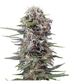 Product_Auto Cheese - Cannabis Saatgut by GEASEEDS, Package Unit: 3 Seed / Package_Cannadusa_Marketplace_Buy