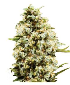 Product_Auto Critical - Cannabis Saatgut by GEASEEDS, Package Unit: 3 Seed / Package_Cannadusa_Marketplace_Buy