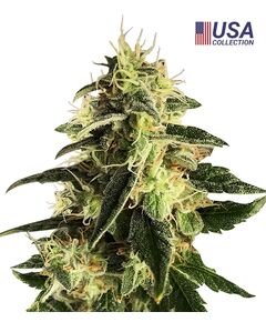 Product_Auto Gorilla - Cannabis Saatgut by GEASEEDS, Package Unit: 3 Seed / Package_Cannadusa_Marketplace_Buy