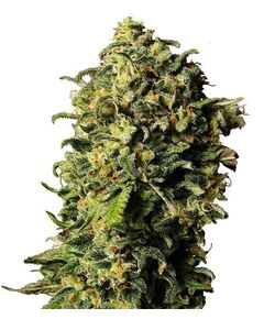 Product_Auto Haze - Cannabis Saatgut by GEASEEDS, Package Unit: 3 Seed / Package_Cannadusa_Marketplace_Buy