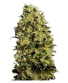 Product_Auto M8 - Cannabis Saatgut by GEASEEDS, Package Unit: 3 Seed / Package_Cannadusa_Marketplace_Buy