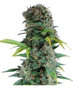 Product_Auto Somango - Cannabis Saatgut by GEASEEDS, Package Unit: 3 Seed / Package_Cannadusa_Marketplace_Buy