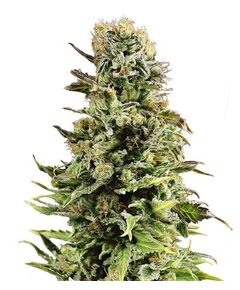 Produkt_Auto Super Skunk - Cannabis Saatgut by GEASEEDS, Paket Einheiten: 3 Samen / Packung__Cannadusa_Marktplatz_Kaufen