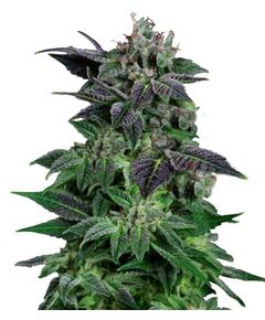 Product_Auto Widow - Cannabis Saatgut by GEASEEDS, Package Unit: 3 Seed / Package_Cannadusa_Marketplace_Buy