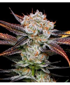 Product_Banana Punch - Cannabis Saatgut by GEASEEDS, Package Unit: 3 Seed / Package_Cannadusa_Marketplace_Buy