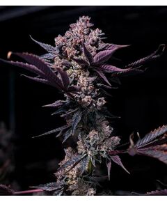 Produkt_Black Cookie - Cannabis Saatgut by GEASEEDS, Paket Einheiten: 3 Samen / Packung__Cannadusa_Marktplatz_Kaufen