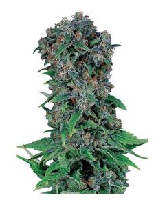 Produkt_Black Kush 98  - Cannabis Saatgut by GEASEEDS, Paket Einheiten: 3 Samen / Packung__Cannadusa_Marktplatz_Kaufen