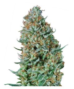 Product_Bubble Fruit  - Cannabis Saatgut by GEASEEDS, Package Unit: 3 Seed / Package_Cannadusa_Marketplace_Buy