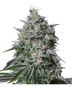 Product_Fast Amnesia Pro - Cannabis Saatgut by GEASEEDS, Package Unit: 3 Seed / Package_Cannadusa_Marketplace_Buy