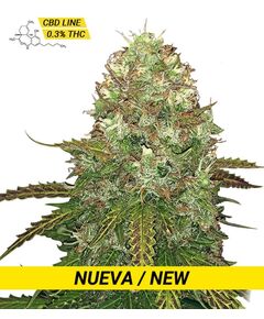 Product_Critical CBD  - Cannabis Seeds by GEASEEDS, Package Unit: 3 Seed / Package_Cannadusa_Marketplace_Buy