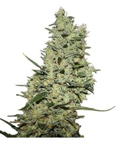 Product_Critical + +  - Cannabis Saatgut by GEASEEDS, Package Unit: 3 Seed / Package_Cannadusa_Marketplace_Buy