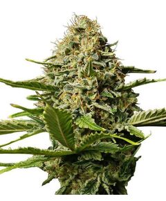 Product_Critical Mango  - Cannabis Saatgut by GEASEEDS, Package Unit: 3 Seed / Package_Cannadusa_Marketplace_Buy