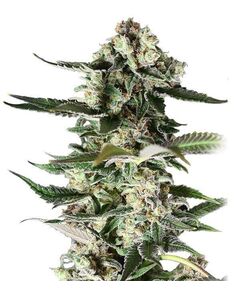 Product_Critical Purple  - Cannabis Saatgut by GEASEEDS, Package Unit: 3 Seed / Package_Cannadusa_Marketplace_Buy