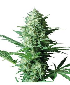 Product_Critical Widow  - Cannabis Saatgut by GEASEEDS, Package Unit: 3 Seed / Package_Cannadusa_Marketplace_Buy