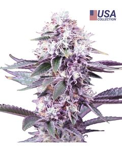 Product_Gealato Kush  - Cannabis Saatgut by GEASEEDS, Package Unit: 3 Seed / Package_Cannadusa_Marketplace_Buy