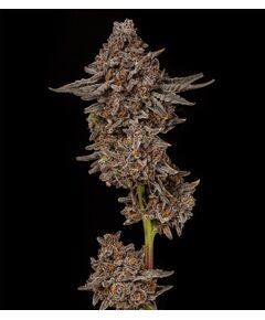 Product_Gealousy - Cannabis Saatgut by GEASEEDS, Package Unit: 3 Seed / Package_Cannadusa_Marketplace_Buy