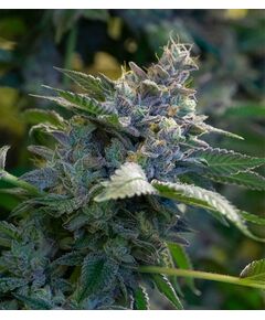 Product_GMO - Cannabis Saatgut by GEASEEDS, Package Unit: 3 Seed / Package_Cannadusa_Marketplace_Buy