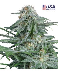 Product_Gorilla Glue 4  - Cannabis Saatgut by GEASEEDS, Package Unit: 3 Seed / Package_Cannadusa_Marketplace_Buy