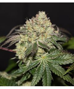 Product_La Bomba - Cannabis Saatgut by GEASEEDS, Package Unit: 3 Seed / Package_Cannadusa_Marketplace_Buy