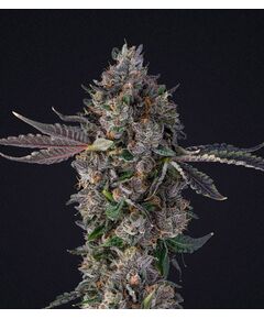 Product_Lemon Cherry Gealato - Cannabis Saatgut by GEASEEDS, Package Unit: 3 Seed / Package_Cannadusa_Marketplace_Buy