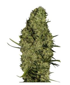 Product_Lima Haze  - Cannabis Seeds by GEASEEDS, Package Unit: 3 Seed / Package_Cannadusa_Marketplace_Buy