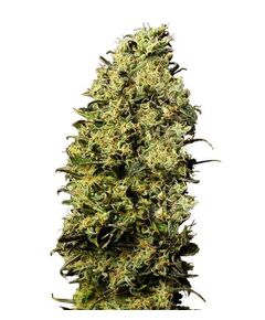 Product_M8  - Cannabis Seeds by GEASEEDS, Package Unit: 3 Seed / Package_Cannadusa_Marketplace_Buy