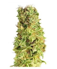 Product_Matanus-k  - Cannabis Saatgut by GEASEEDS, Package Unit: 3 Seed / Package_Cannadusa_Marketplace_Buy