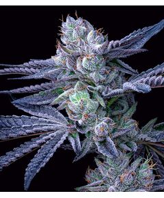 Product_OG Runtz - Cannabis Saatgut by GEASEEDS, Package Unit: 3 Seed / Package_Cannadusa_Marketplace_Buy